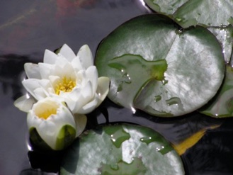 White water lilies in a Rocky Mountain Waterscape pond
