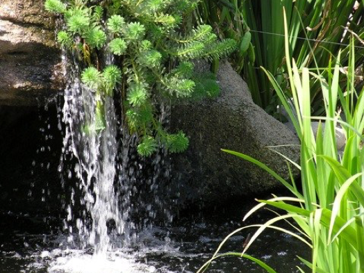 Naturalistic Rocky Mountain Waterscape waterfall surrounded by aquatic plants
