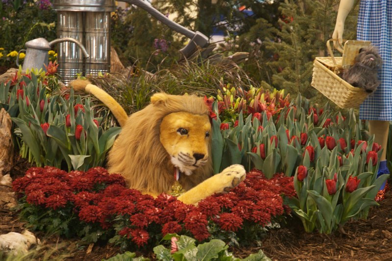 The Cowardly lion in a Field of “poppies” (tulips)