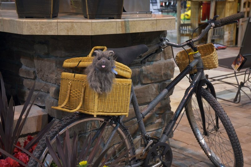 Poor Toto was stolen from Dorothy by Elvira Gulch!