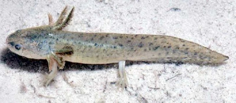 Creature from the Deep Lagoon or Outer Space?