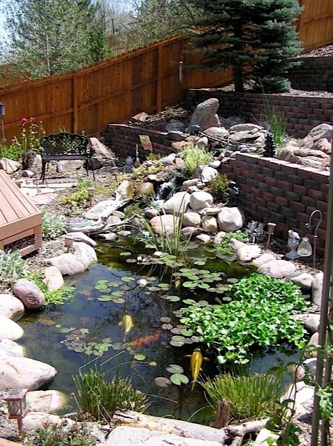 Located off the owner's deck, this waterfall cascades down a very steep hill, through the retaining wall and flows into a large pond filled with beautiful koi. — Arvada, CO.