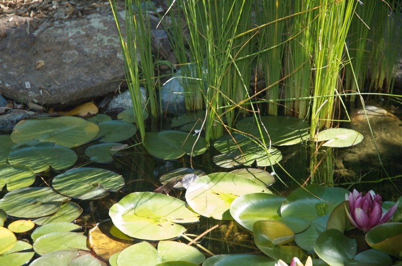 Marginal & Floating Aquatic Plants