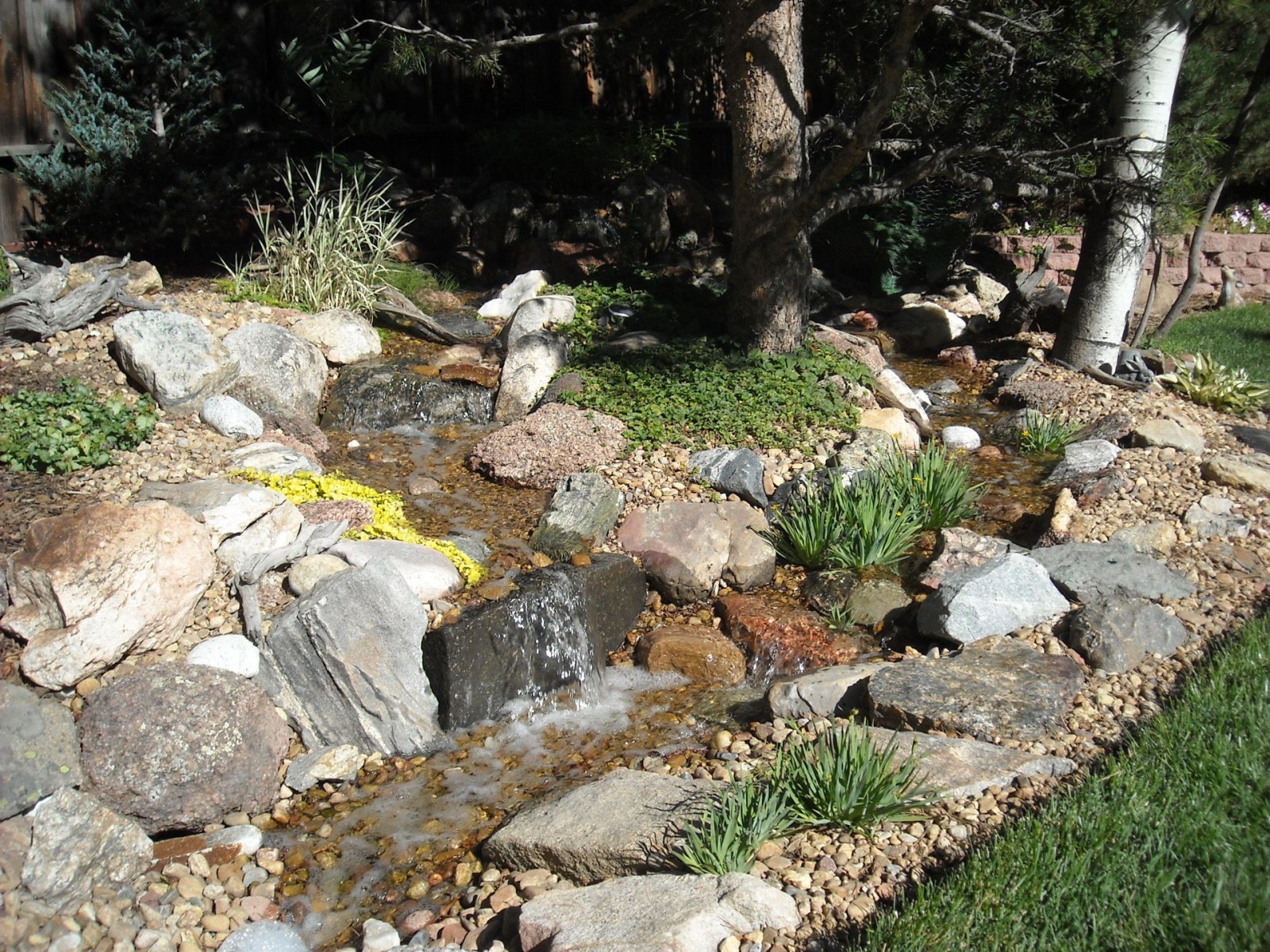 Golden Pondless