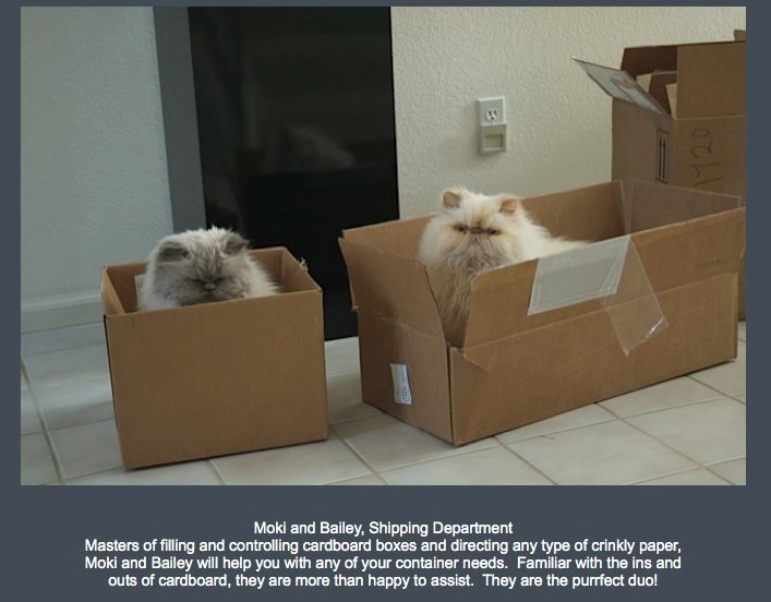 Kitties!
