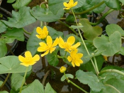 13 AQUATIC PLANTS Caltha palustris