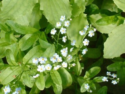 15 AQUATIC PLANTS Myosotis scrpoides2