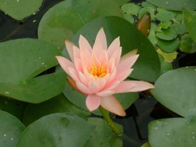 17 AQUATIC PLANTS Nymphaea Colorado