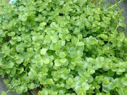 14 AQUATIC PLANTS Lysmachia nummilaria