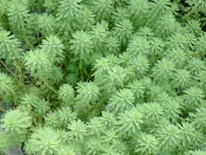 16 AQUATIC PLANTS Myriophyllum aquaticum
