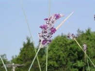 19 AQUATIC PLANTS Powdery Thalia 2