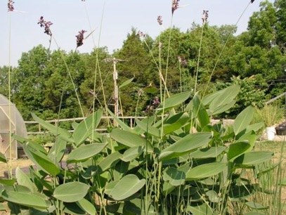 18 AQUATIC PLANTS Powdery Thalia