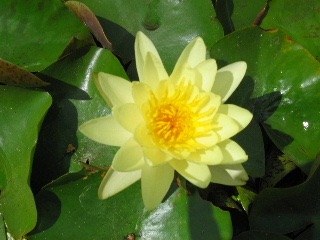 22 AQUATIC PLANTS plantdetail 2