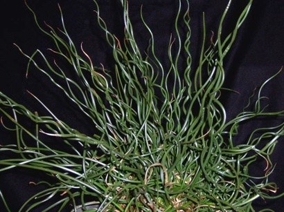 23 AQUATIC PLANTS unicorn